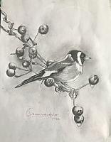 Siyah Beyaz Saka Kuşu